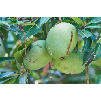 Fresh Mango Plants